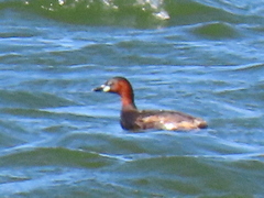 Tachybaptus ruficollis capensis