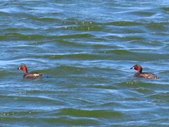 Tachybaptus ruficollis capensis