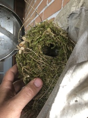 Troglodytes troglodytes