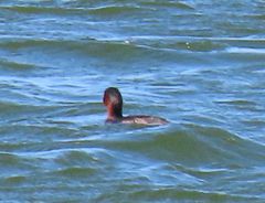 Tachybaptus ruficollis capensis