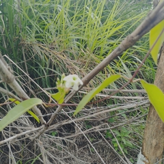Rhabdadenia biflora