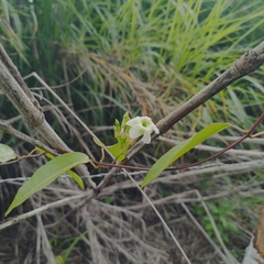 Rhabdadenia biflora