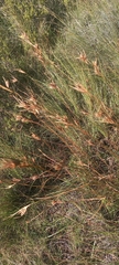 Themeda triandra