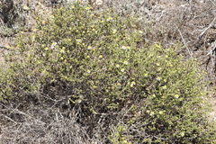 Cymbopappus adenosolen