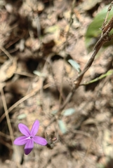 Pseuderanthemum praecox
