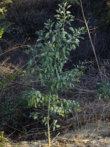 Nicotiana glauca iNat (2)