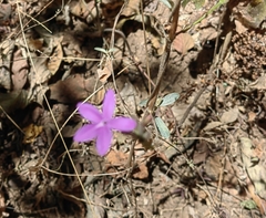 Pseuderanthemum praecox