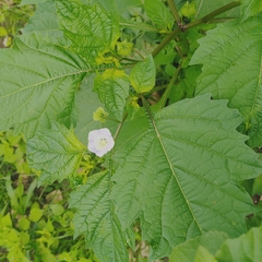 Nicandra physalodes