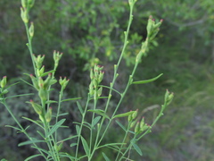 Diarthron linifolium