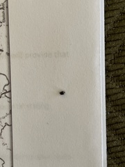 Cimex lectularius