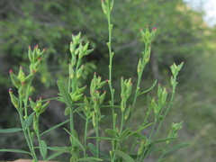 Diarthron linifolium