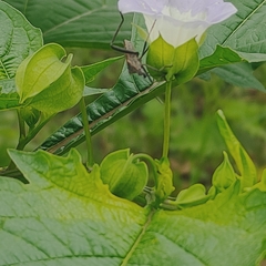 Phthiacnemia picta