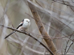 Aegithalos caudatus caudatus