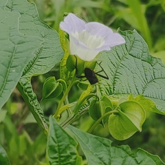 Phthiacnemia picta