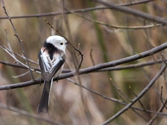 Aegithalos caudatus caudatus