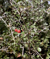 Neomyrtus pedunculata