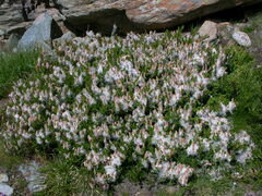 Salix breviserrata
