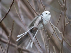 Aegithalos caudatus caudatus