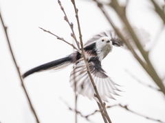 Aegithalos caudatus caudatus