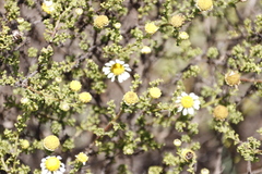 Cymbopappus adenosolen