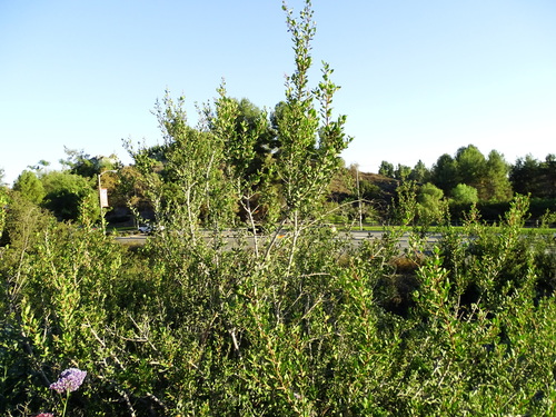 Rhus integrifolia