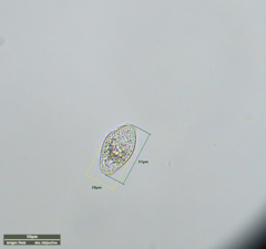 Ciliophora