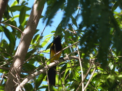 Icterus prosthemelas