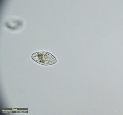 Ciliophora