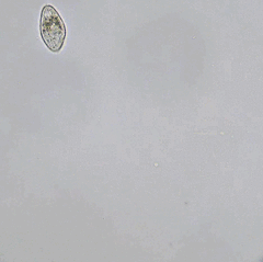 Ciliophora
