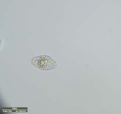 Ciliophora