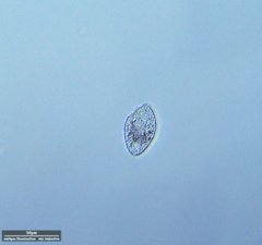 Ciliophora