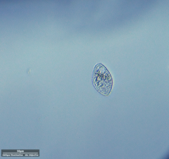Ciliophora