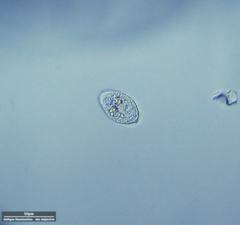 Ciliophora