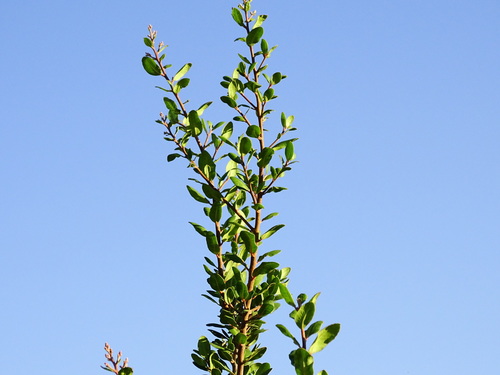 Rhus integrifolia