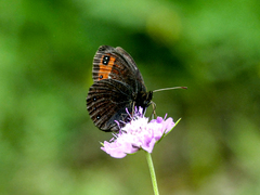 Erebia melas