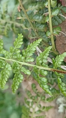 Asplenium billotii