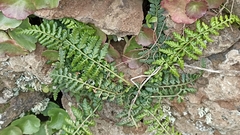 Asplenium billotii