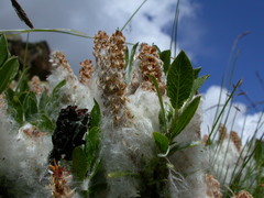 Salix breviserrata