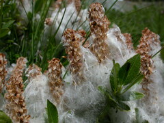 Salix breviserrata