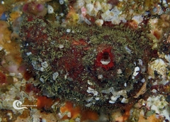 Microcosmus polymorphus