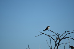 Hirundo dimidiata