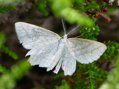 Perconia strigillaria