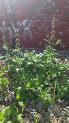 Salvia spathacea