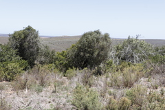 Olea europaea cuspidata