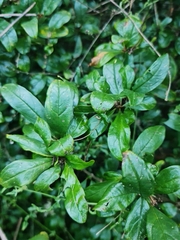 Rhamnus prinoides