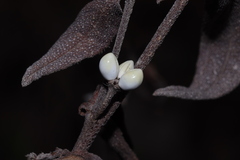 Lithospermum officinale