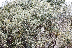 Olea europaea cuspidata