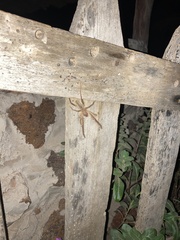 Galeodidae