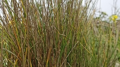 Festuca petraea