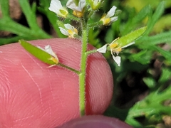 Tomostima cuneifolia